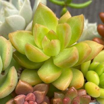 黄麗 おうれい の投稿画像一覧 Greensnap グリーンスナップ