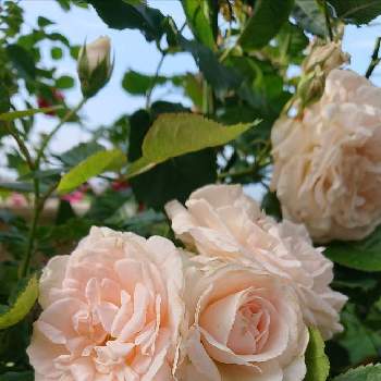 マシェリの画像 by ＹＵＭＩＫＯさん | 小さな庭と私の癒し♡と薔薇愛同盟と花が好き❤とわれら17年組とマシェリとおうち園芸とお花に癒されてと植中毒とたまらない♥️と2021 YUMIKO薔薇と花のある暮らしと大好き♡︎ʾʾとかわいいな♡といい色♡