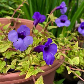 斑入りトレニアコンカラーの投稿画像一覧 Greensnap グリーンスナップ