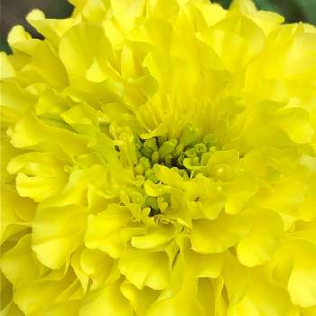 マリーゴールド 黄色の花言葉は健康の投稿画像一覧 Greensnap グリーンスナップ