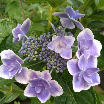 紫陽花 コンペイトウの投稿画像一覧 Greensnap グリーンスナップ