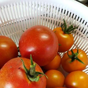 フルーツトマトの画像 by ちょこんニャさん | 小さな庭とフルーツトマトと家庭菜園と中玉トマトとミニトマト♥