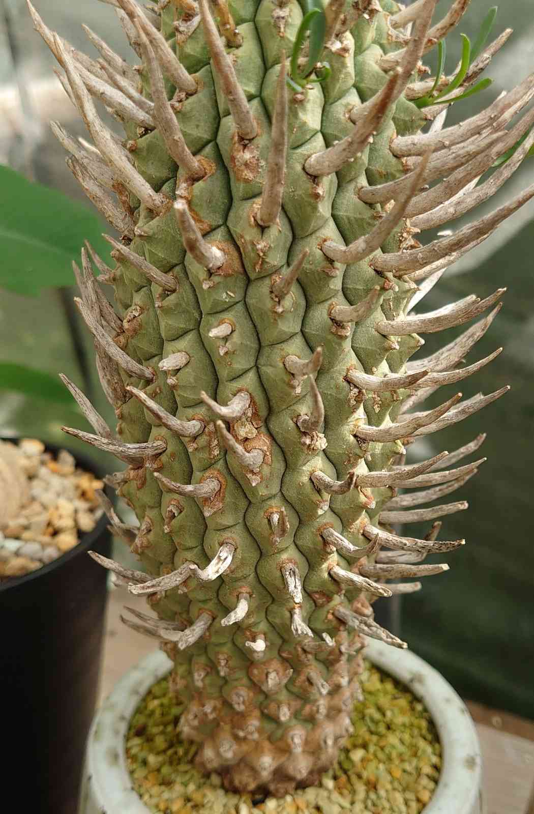 Euphorbia caloderma ユーフォルビア isla del pescado - Euphorbia x 'groenefica'-ユーフォルビア