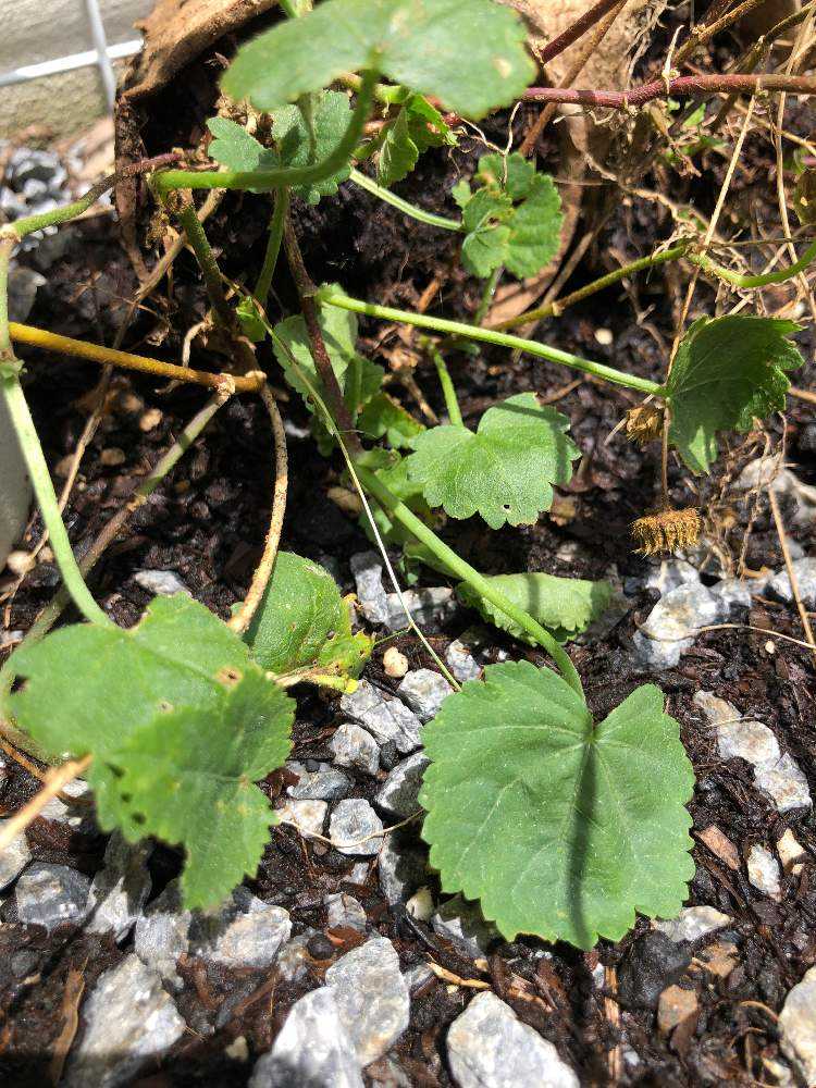 アオイ科マルバストラム属マルバストラム｜🍀GreenSnap