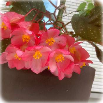 木立ベコニアの画像 by セスさん | アプローチと木立ベコニアとピンクの花と夏の花と多年草とピンクのはな