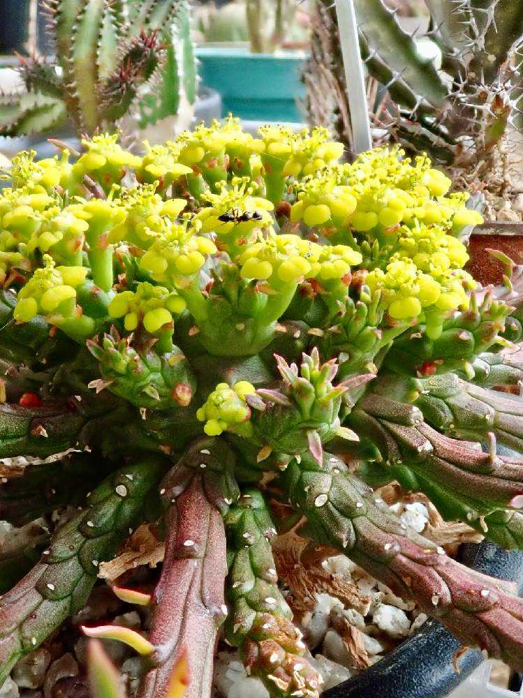 我が家のユーフォルビア🌵Part 1｜🍀GreenSnap（グリーンスナップ）