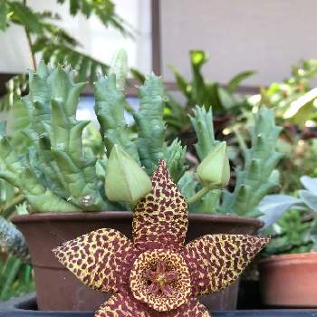 きれいな花の投稿画像一覧 Greensnap グリーンスナップ