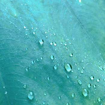 サトイモ,梅雨に負けない,植物大好き,ナチュラルガーデン,きれいの画像