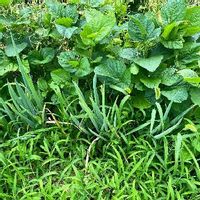 大豆の育て方 種まきや植える時期は プランターでも栽培できるの Greensnap グリーンスナップ