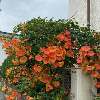 元気な植物の画像 by ひみつのアッコちゃんさん | 広い庭とオレンジ色のノウゼンカズラと可愛い花と花のある生活と美しい花と元気な花と美しいフォルムと大好きな花と花を見る喜びと私のお気に入りと元気な植物と地植えの花