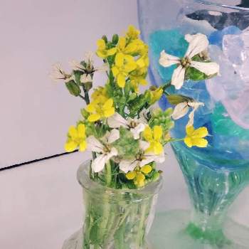 黄色と白の花の画像 by よだかさん | 部屋とルッコラのお花とチンゲン菜の菜の花と菜の花.とルッコラの花と黄色と白の花と可愛い野菜の花と花のある暮らしと花瓶の花