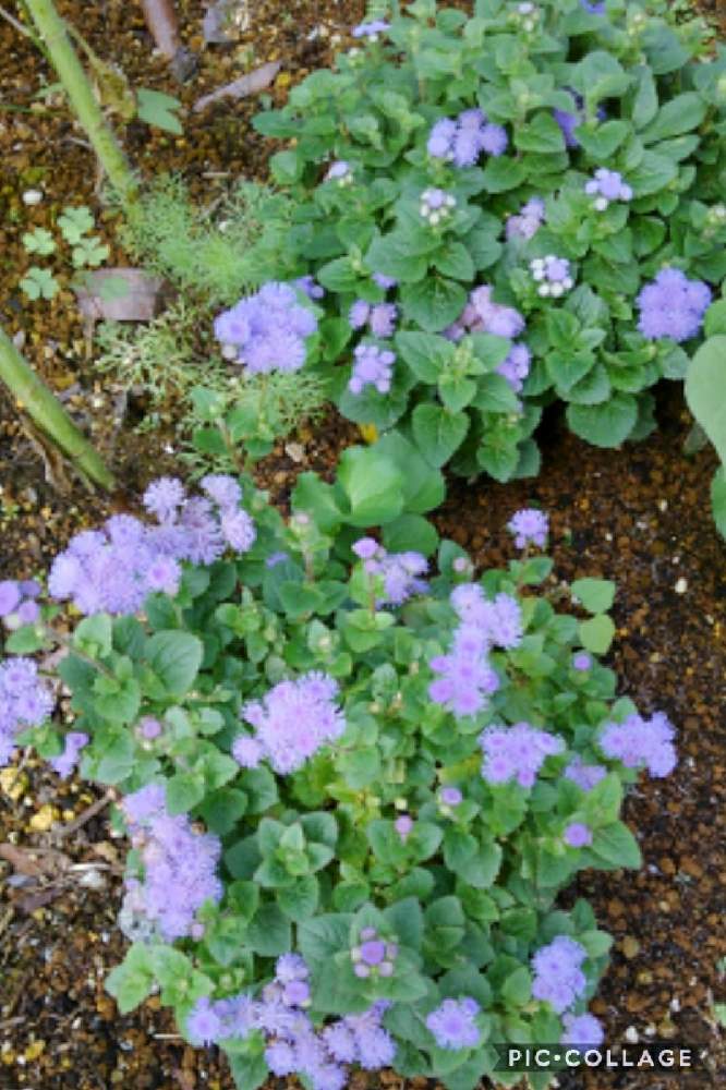 アゲラタムの投稿画像 By かすみそうさん 花のあるくらしと好きな色とおうち園芸と花に魅せられてと可愛い とリフレッシュ と大切なはなといやし と紫のお花 21月7月16日 Greensnap グリーンスナップ
