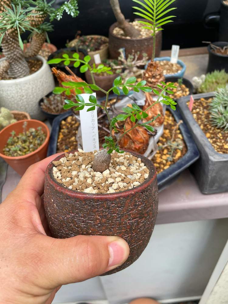 オペルクリカリア パキプスの投稿画像 By マサボンさん 多肉植物とパワータンクとビザール プランツとおうち園芸と鉢植えと珍奇植物と根伏せ 21月7月16日 Greensnap グリーンスナップ