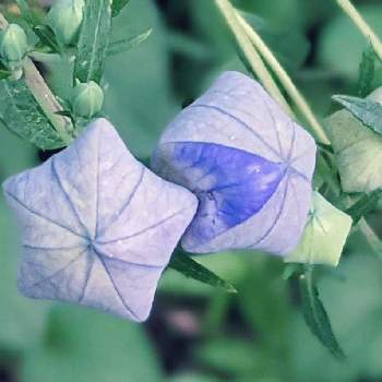 キキョウ✽の画像 by 秋草さん | 広い庭とキキョウと紫の花と金曜日の蕾たちとキキョウ✽