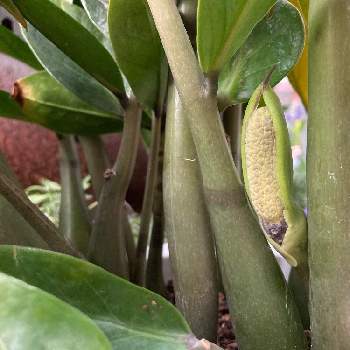 肉穂花序 の投稿画像一覧 Greensnap グリーンスナップ