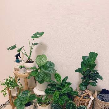 カラテアの模様の画像 by どんちゃんさん | モンステラとフィットニアとカラテア・メダリオンとカラテア・オルビフォリアとカラテア・エンペラーとぺぺロミア・ロタンディフォーリアとカシワバゴム・バンビーノとカラテア ゼブリナとモンステラ属とクズウコン科 と観葉植物と植物のある暮らしとカラテアの模様とグリーンのある暮らしとグリーン！グリーン！グリーン！とフィカス愛好会と植物だいすきと癒しgreenとカラテア属とフィカス属とカラテア大好きと観葉植物のある暮らしとgreenとインテリアグリーン
