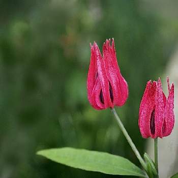 熱帯雨林植物の投稿画像一覧 Greensnap グリーンスナップ