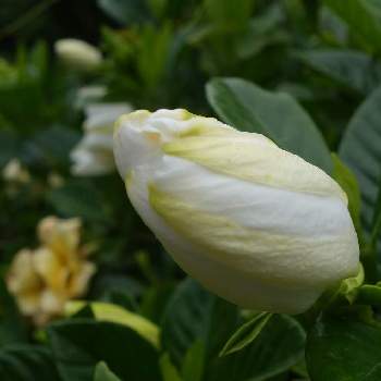 相模原公園の花達の投稿画像一覧 Greensnap グリーンスナップ