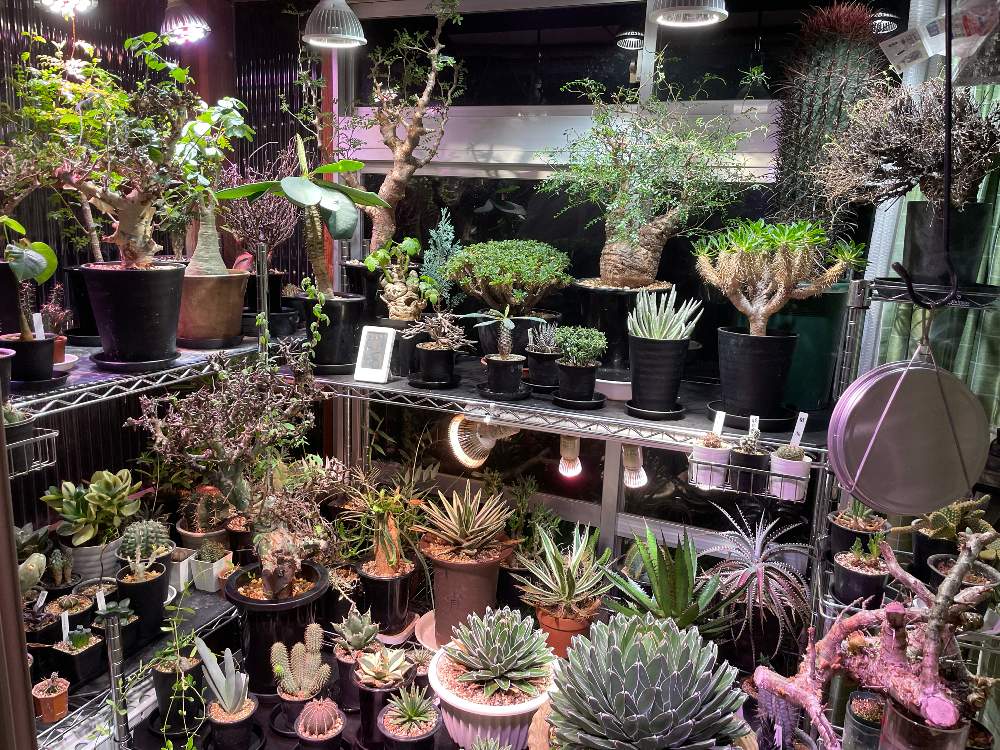 植物育成ライトの投稿画像 By 喜多国 三汰さん 植物育成ライトtsukuyomiled ツクヨミ とled植物育成ライトとamaterasとツクヨミと 植物育成ledライトと植物育成ライトamaterasled アマテラス とtsukuyomiとアガベ属とアマテラス 21月7月17日 Greensnap グリーン