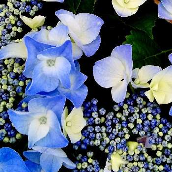 紫陽花フェスの画像 by こつぶさん | お出かけ先と涼しげと紫陽花フェスときれいと紫陽花 アジサイ あじさいと美しく青きドヨウとファンタスティックブルー