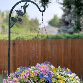 ハンギング バスケットの投稿画像一覧 Greensnap グリーンスナップ