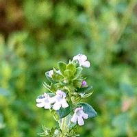 レモンタイムの育て方 日当たり加減や種まきの時期は Greensnap グリーンスナップ レモンタイムの育て方 日当たり加減や種まきの時期は Greensnap グリーンスナップ