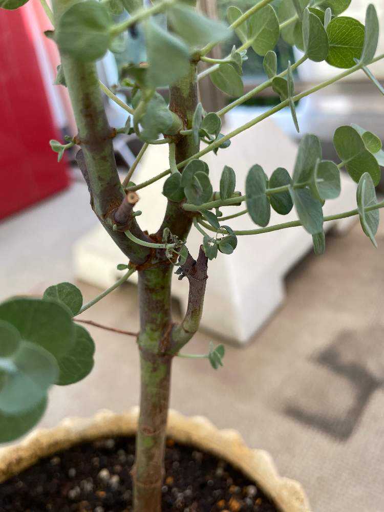 ユーカリ丸坊主からの復活 Greensnap グリーンスナップ