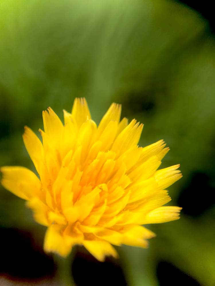 花言葉の投稿画像 By ヒーちゃんさん 誕生花とタンポポの花と今日はなんの日 21月7月17日 Greensnap グリーンスナップ