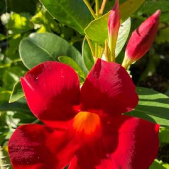 可愛い形の画像 by ひみつのアッコちゃんさん | 広い庭とサンパラソル(クリムゾン)と鉢植えの花と可愛い花と花のある生活と美しい花と元気な花と大好きな花と可愛い形と寄せ植えの喜びと花を見る喜びと私のお気に入り
