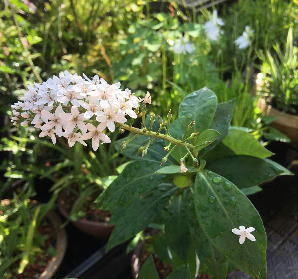 オカトラノオの投稿画像 By ウサコさん サギソウと茶花と山野草と梅雨に負けないと日除けと鉢植えと花 のある暮らしと自作の植木鉢とバルコニー ベランダと茶花と山野草と梅雨に負けないと日除けと鉢植えと花のある暮らしと自作の植木鉢 21月7月17日 Greensnap