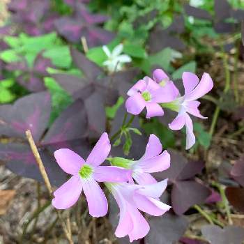 オキザリス トリアングラリス 紫の舞の投稿画像一覧 Greensnap グリーンスナップ