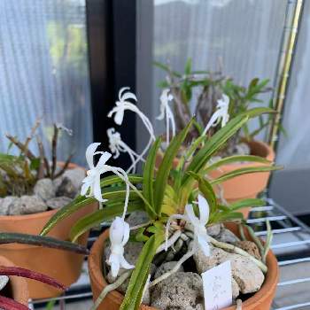 セッコクの投稿画像一覧 Greensnap グリーンスナップ