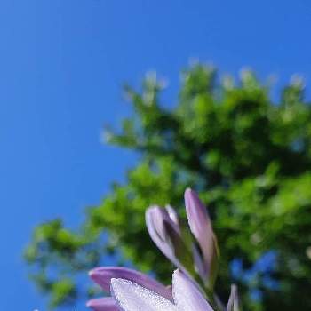 青空と花の画像 by るぅさん | 小さな庭とギボウシと夏の花と野の花と小さい花と紫のお花と青空と青空と花