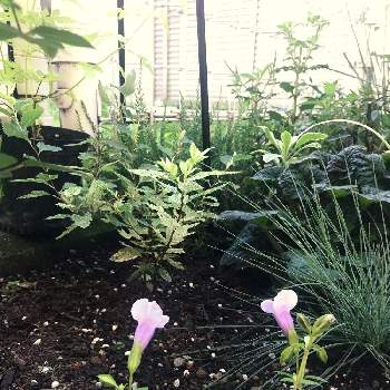 コデマリ ピンクアイスの投稿画像一覧 Greensnap グリーンスナップ