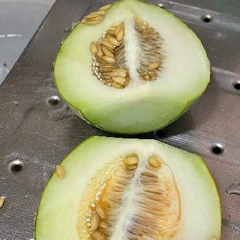 メロン ころあまの投稿画像一覧 Greensnap グリーンスナップ