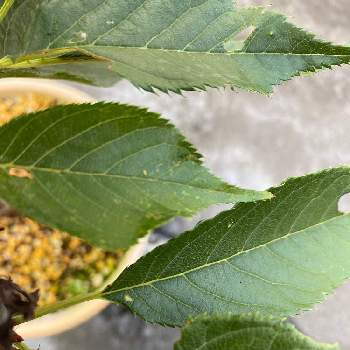 葉桜の投稿画像一覧 Greensnap グリーンスナップ