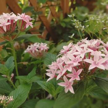 パステルカラーの投稿画像一覧 Greensnap グリーンスナップ