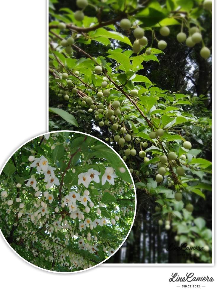 エゴノキの投稿画像 By 野に咲く花が好き さん エゴノキの実と野に咲く花と可憐な花と癒やしと白い花が好きと花言葉と可愛い 21月7月17日 Greensnap グリーンスナップ