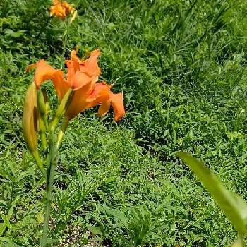 京子さんの庭の画像 by satsuki＆mei_kachan(noriko)さん | 藪萱草 ヤブカンゾウと初心者ですとオレンジ色の花と畑の花と夏らしいお花と田んぼ(たなぼ)と京子さんの庭とむこざ