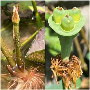 蓮の花托の投稿画像一覧 Greensnap グリーンスナップ