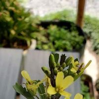 葉牡丹 ハボタン の育て方 種まき時期は 挿し木での増やし方は Greensnap グリーンスナップ 葉牡丹 ハボタン の育て方 種まき時期は 挿し木での増やし方は Greensnap グリーンスナップ