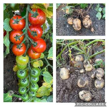 ジャガイモ栽培の画像 by maatyanさん | 広い庭とミニトマト♥と夏の庭にてとジャガイモ栽培とジャガイモ収穫と庭仕事と雑草と共存と草取り