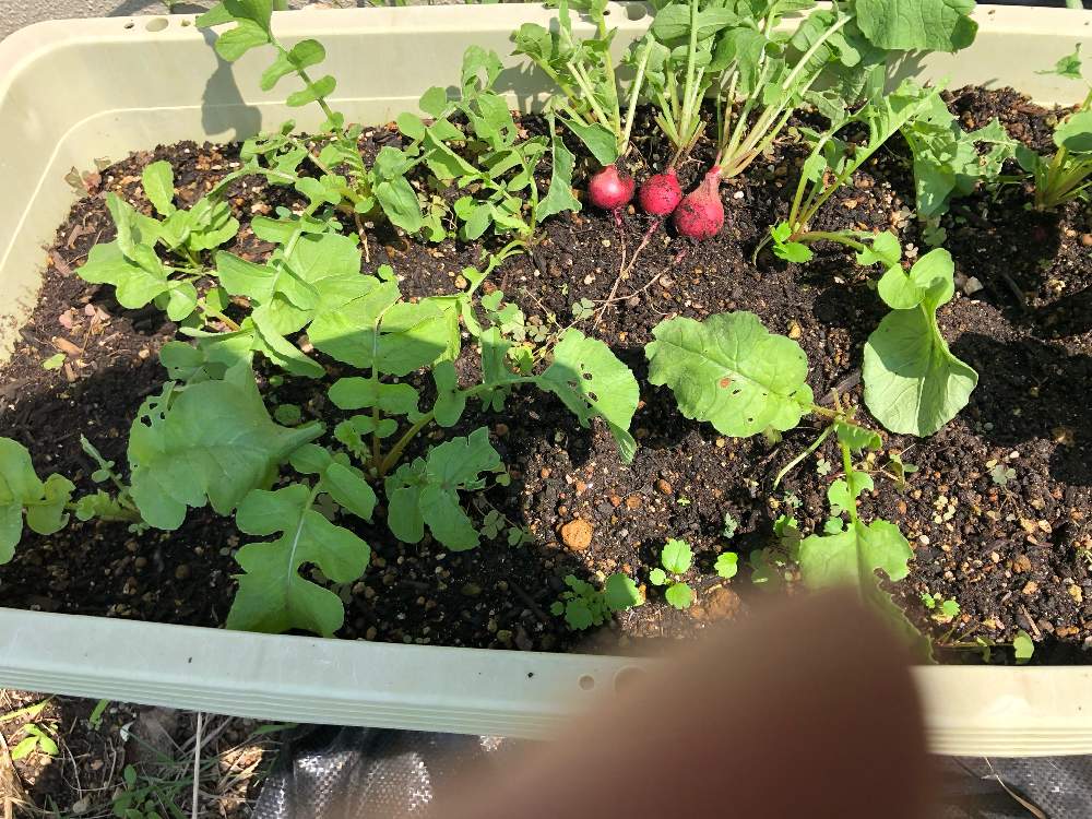 ハツカダイコン 青虫にやられるの巻 Greensnap グリーンスナップ