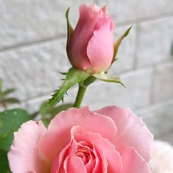 薔薇ダフネの画像 by フランさん | アプローチと薔薇ダフネと素敵なお花とピンクの薔薇と綺麗な薔薇とバラ　ダフネと3番花と可愛いお花とおうち園芸とはなのある暮らしと綺麗なお花とガーデニングと薔薇大好き