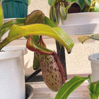 屋外栽培の投稿画像一覧 Greensnap グリーンスナップ