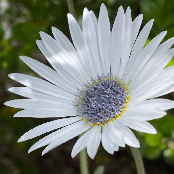 アークトチス グランディスの投稿画像一覧 Greensnap グリーンスナップ