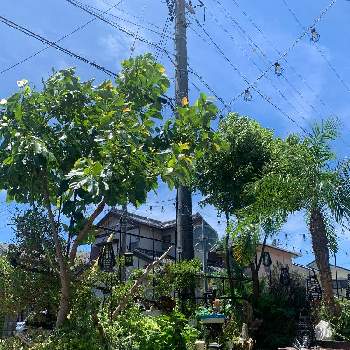 フェニックス ロベレニー Greensnap グリーンスナップ