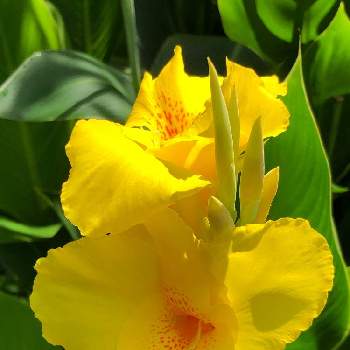 狭山 境緑道の投稿画像一覧 Greensnap グリーンスナップ 狭山 境緑道の投稿画像一覧 Greensnap グリーンスナップ