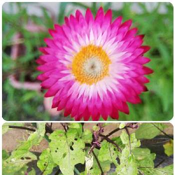 ヘリクリサムの投稿画像一覧 Greensnap グリーンスナップ