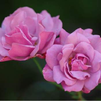 シャドウオブザムーンの画像 by tokitokiさん | 小さな庭とシャドウオブザムーンとバラ・ミニバラとばら バラ 薔薇